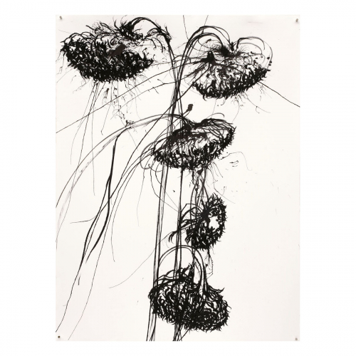 Dead sunflowers 2022 ca 76x56 cm charcoal and ink on paper