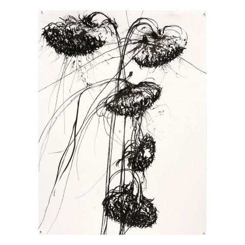 Dode zonnebloemen 2022 ca 76x56 cm siberich krijt, houtskool en inkt op papier