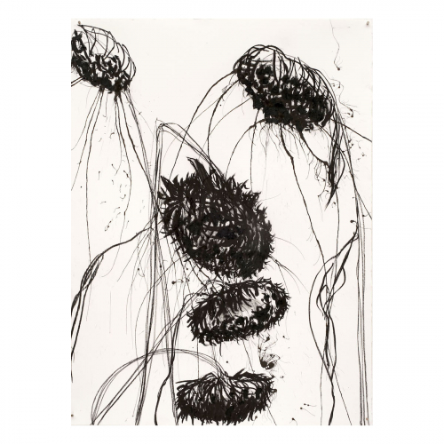 Dode zonnebloemen 2022 ca 76x56 cm siberich krijt, houtskool en inkt op papier