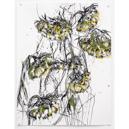 Dead sunflowers 2022 ca.65x50 cm charcoal, ink and oilbar on paper